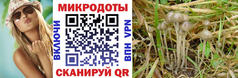 где купить наркоту  Ясный  Псилоцибиновые грибы Psilocybe 